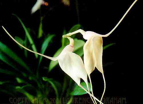 Masdevallia measuresiana